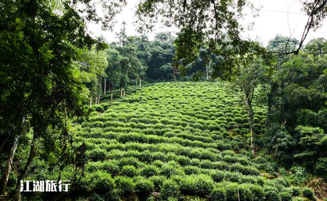 杭州梅家坞风景（到了杭州梅家坞古村）(6)
