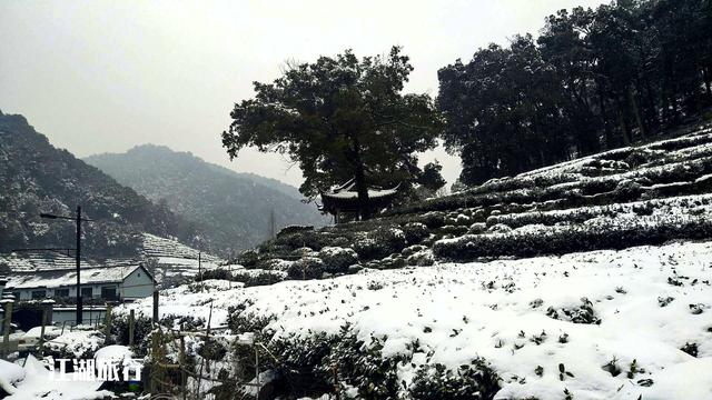 杭州梅家坞风景（到了杭州梅家坞古村）(3)