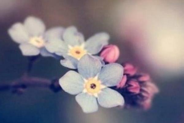 网络图片(侵删)