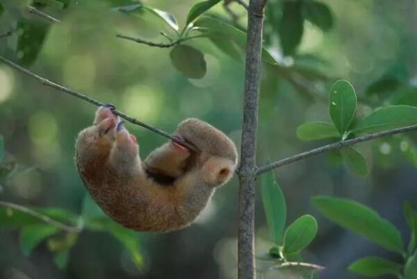 网络图片(侵删)