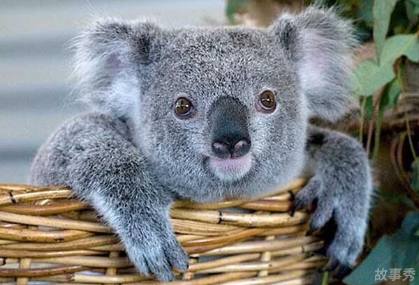 网络图片(侵删)