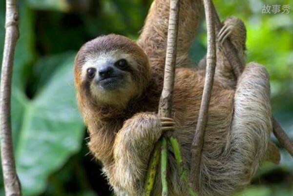 网络图片(侵删)