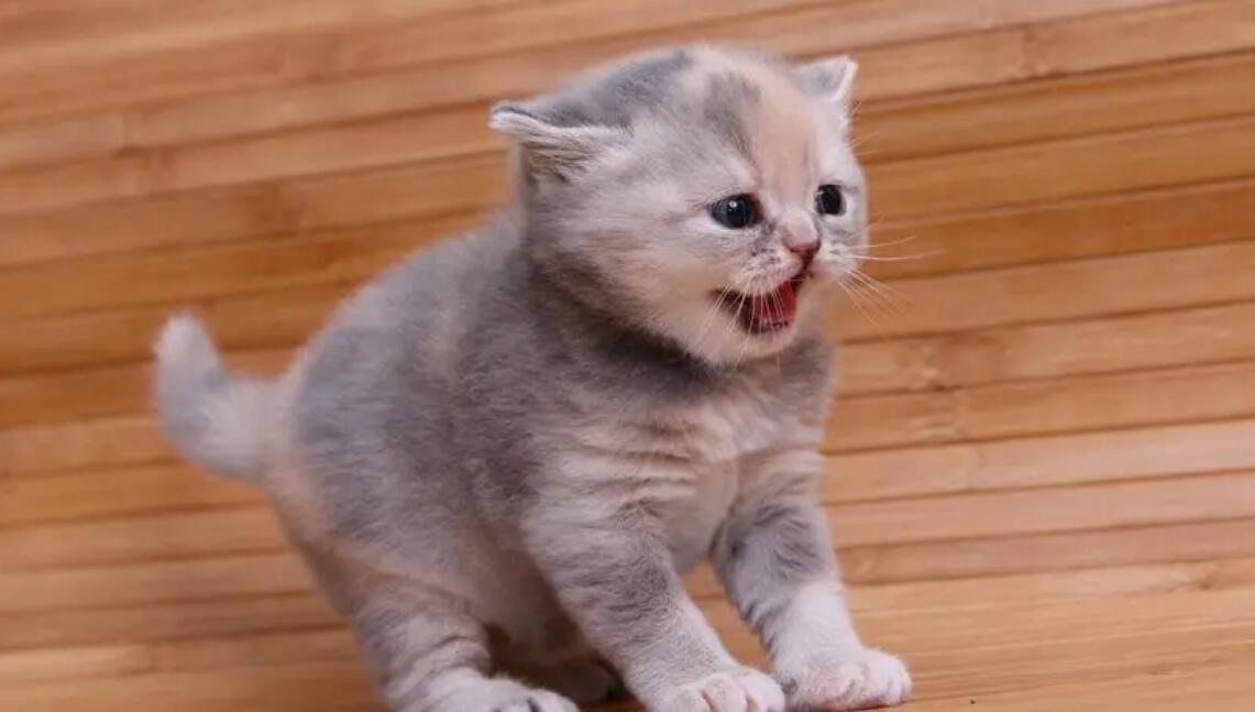 网络图片(侵删)