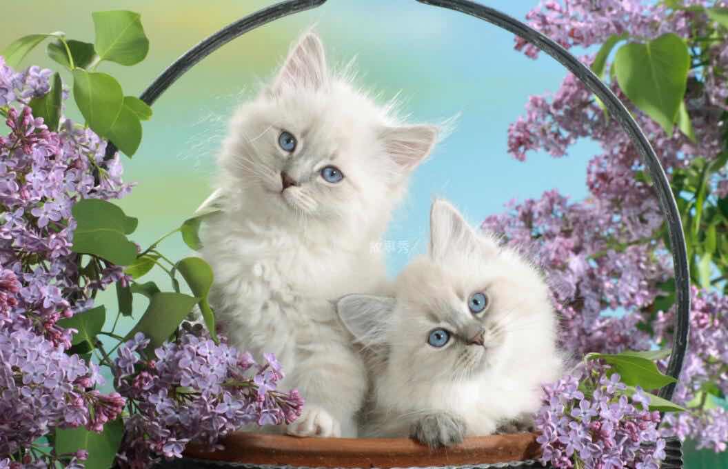 网络图片(侵删)