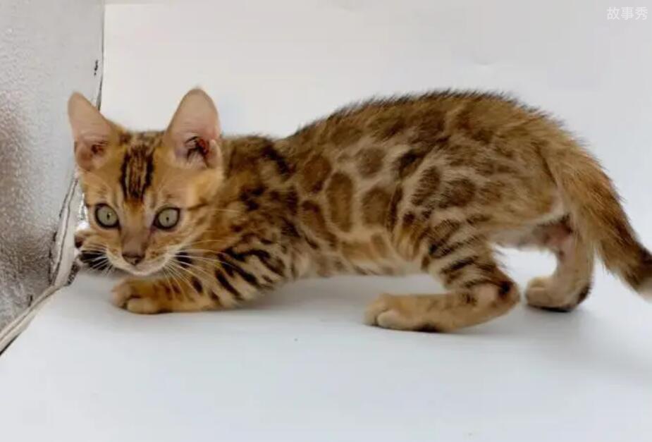 网络图片(侵删)