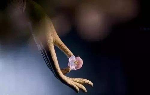 网络图片(侵删)