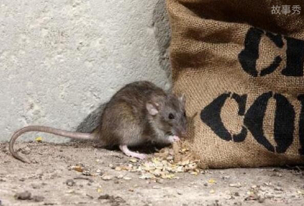 网络图片(侵删)