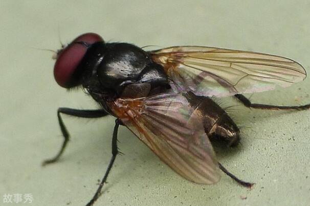 网络图片(侵删)