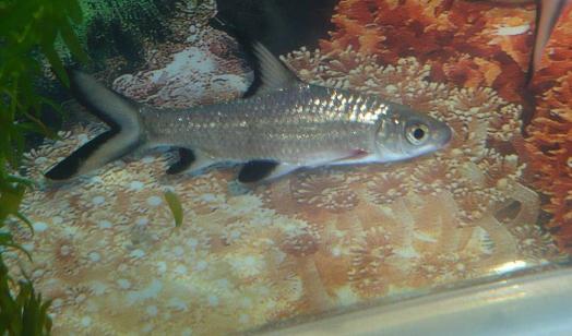 银鲨怎么养?银鲨饲养需要注意什么?