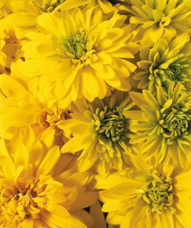 黄色有几种颜色分别是什么?图片