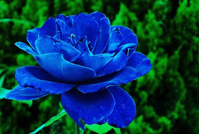 蓝色妖姬的花语和寓意是什么什么时候开花