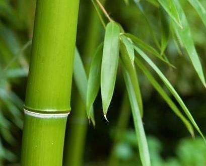 “小麦清明拔三节，新笋一夜成高竹”这句诗是说小麦和竹子生长的速度很快它们生长快的原因是（）