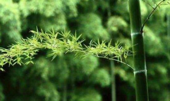 竹子的种子怎么产生