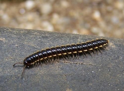 什么是百足之虫死而不僵