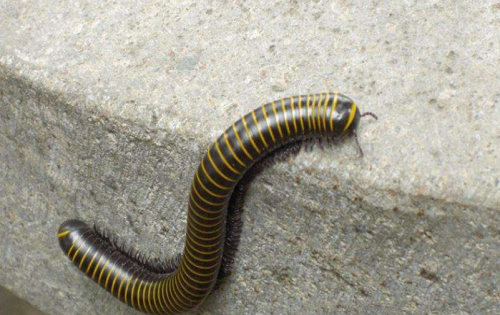 百足虫和蜈蚣的区别,蜈蚣和百足虫有什么区别图4