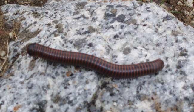 蜈蚣和马陆为什么不一样?