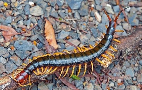 百足虫和蜈蚣的区别,蜈蚣和百足虫有什么区别图3