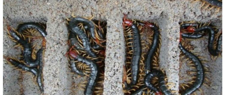 蜈蚣和百足虫有什么区别