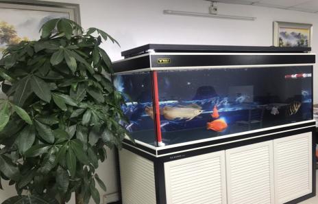 在家自制鱼缸教程（自制鱼缸你学会了吗）(9)