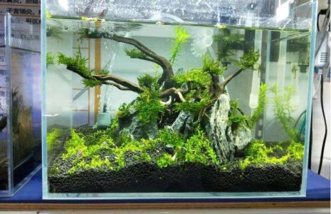 在家自制鱼缸教程（自制鱼缸你学会了吗）(1)