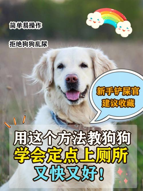 怎么教狗狗定点大小便最快(如何让狗狗学会定点大小便)