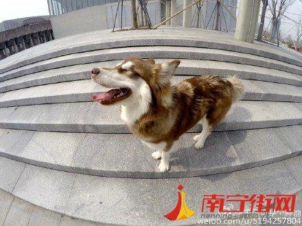 王思聪狗狗王可可被谁找到的 王思聪爱犬微博王可可是个碧池(5)