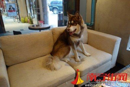 王思聪狗狗王可可被谁找到的 王思聪爱犬微博王可可是个碧池(4)