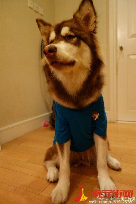 王思聪狗狗王可可被谁找到的 王思聪爱犬微博王可可是个碧池(2)