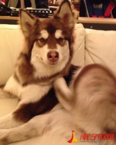 ​王思聪狗狗王可可被谁找到的 王思聪爱犬微博王可可是个碧池