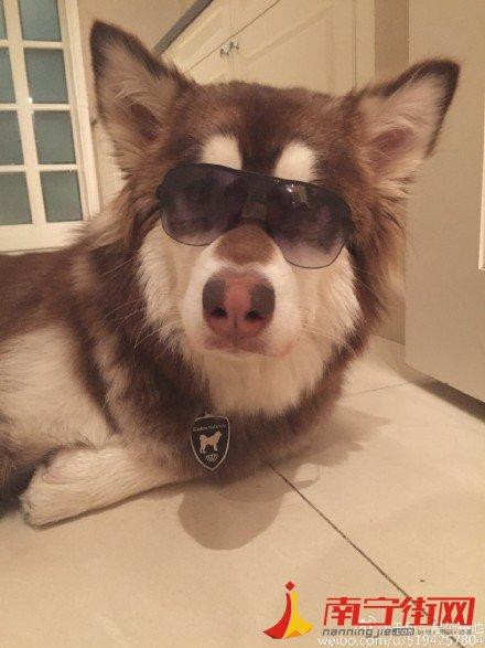 王思聪狗狗王可可被谁找到的 王思聪爱犬微博王可可是个碧池(3)