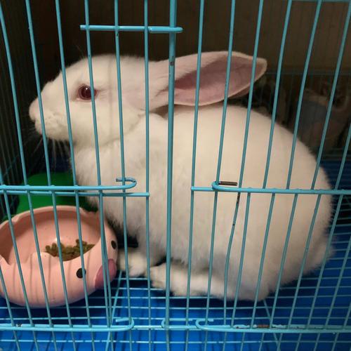 宠物兔子吃什么