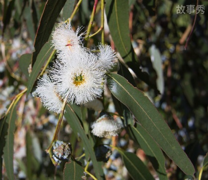 网络图片(侵删)
