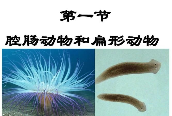 腔肠动物的呼吸方式