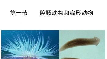 腔肠动物的呼吸器官是什么
