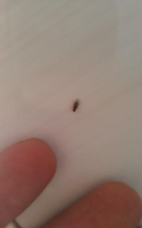 夏天垃圾桶好多小飞虫怎么办