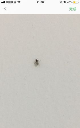 垃圾桶里面有小飞虫,有什么办法解决?