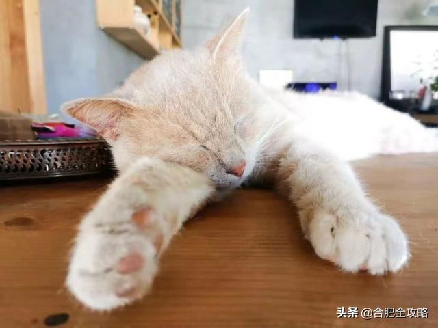 合肥有哪些好玩的地方推荐（很多合肥人都不知道）(48)