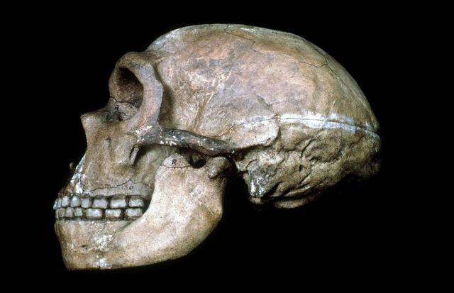 尼安德特人的灭绝之谜（尼安德特人不是怪物）(4)