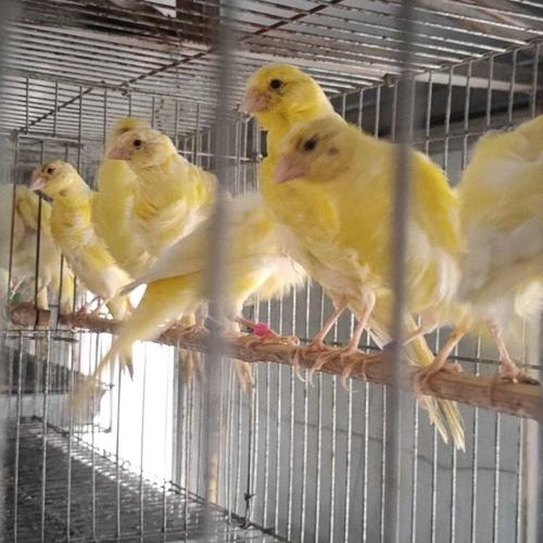 黄玉鸟饲养方法（黄玉鸟怎么饲养）