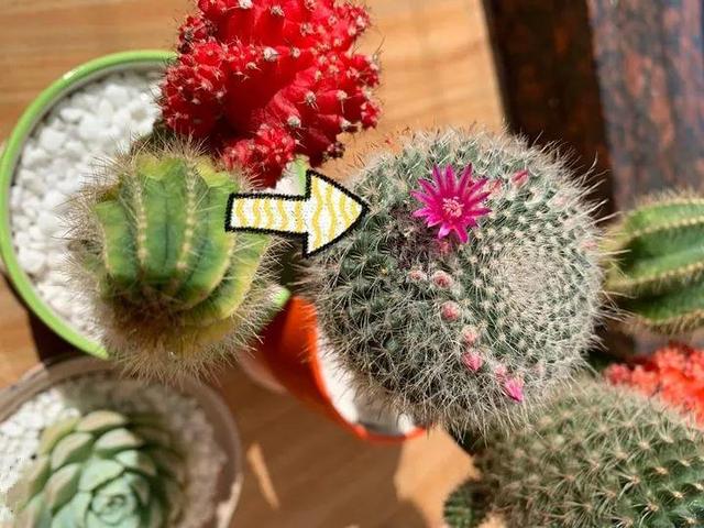 君子兰正确浇水原则（君子兰浇水有讲究）(34)