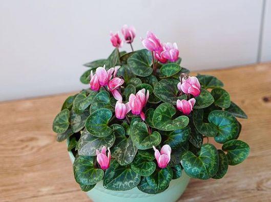 君子兰正确浇水原则（君子兰浇水有讲究）(4)