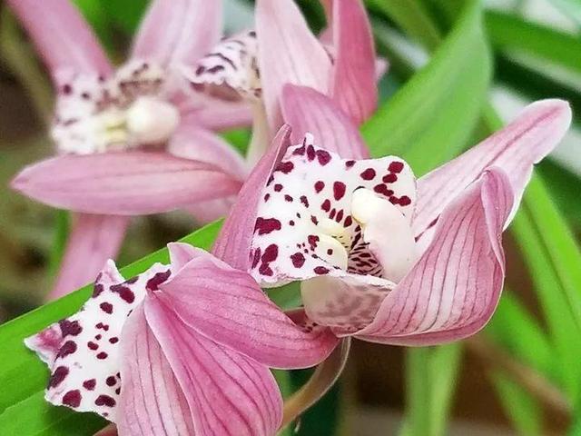 君子兰正确浇水原则（君子兰浇水有讲究）(19)