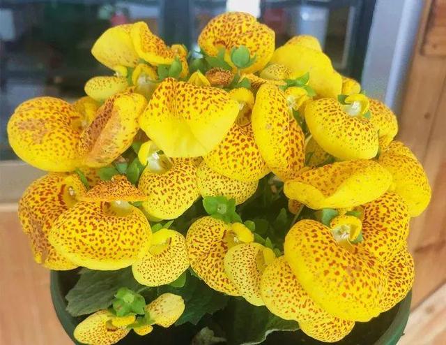 君子兰正确浇水原则（君子兰浇水有讲究）(39)