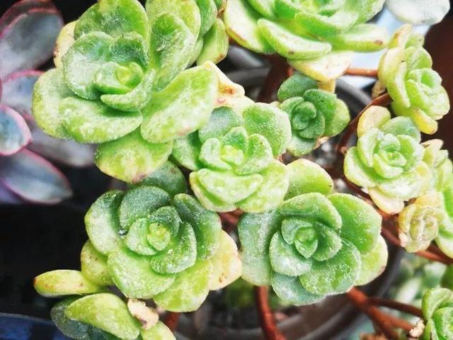 君子兰正确浇水原则（君子兰浇水有讲究）(16)