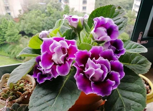 君子兰正确浇水原则（君子兰浇水有讲究）(37)