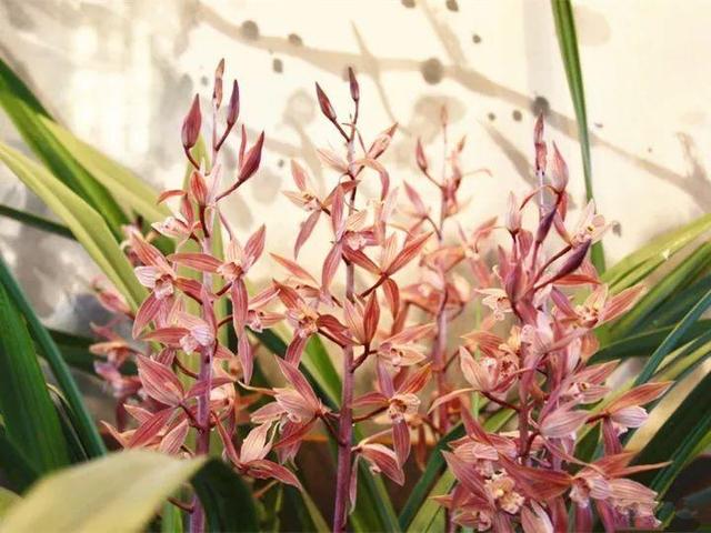 君子兰正确浇水原则（君子兰浇水有讲究）(18)