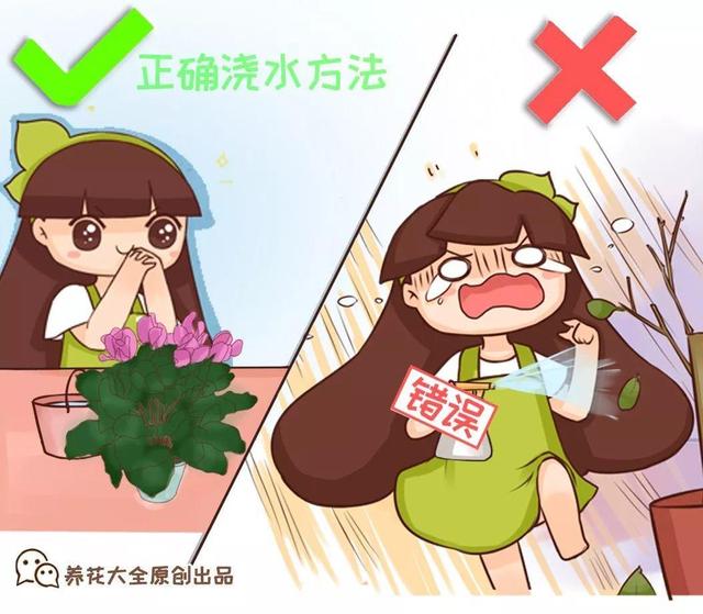 君子兰正确浇水原则（君子兰浇水有讲究）(1)