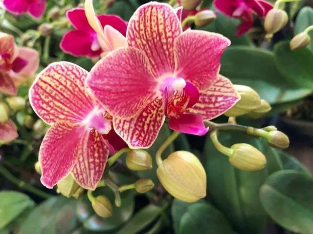 君子兰正确浇水原则（君子兰浇水有讲究）(12)