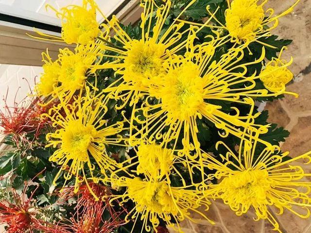 君子兰正确浇水原则（君子兰浇水有讲究）(31)