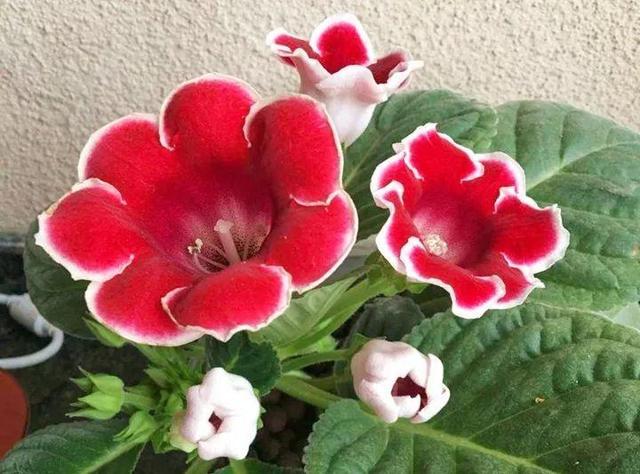 君子兰正确浇水原则（君子兰浇水有讲究）(36)